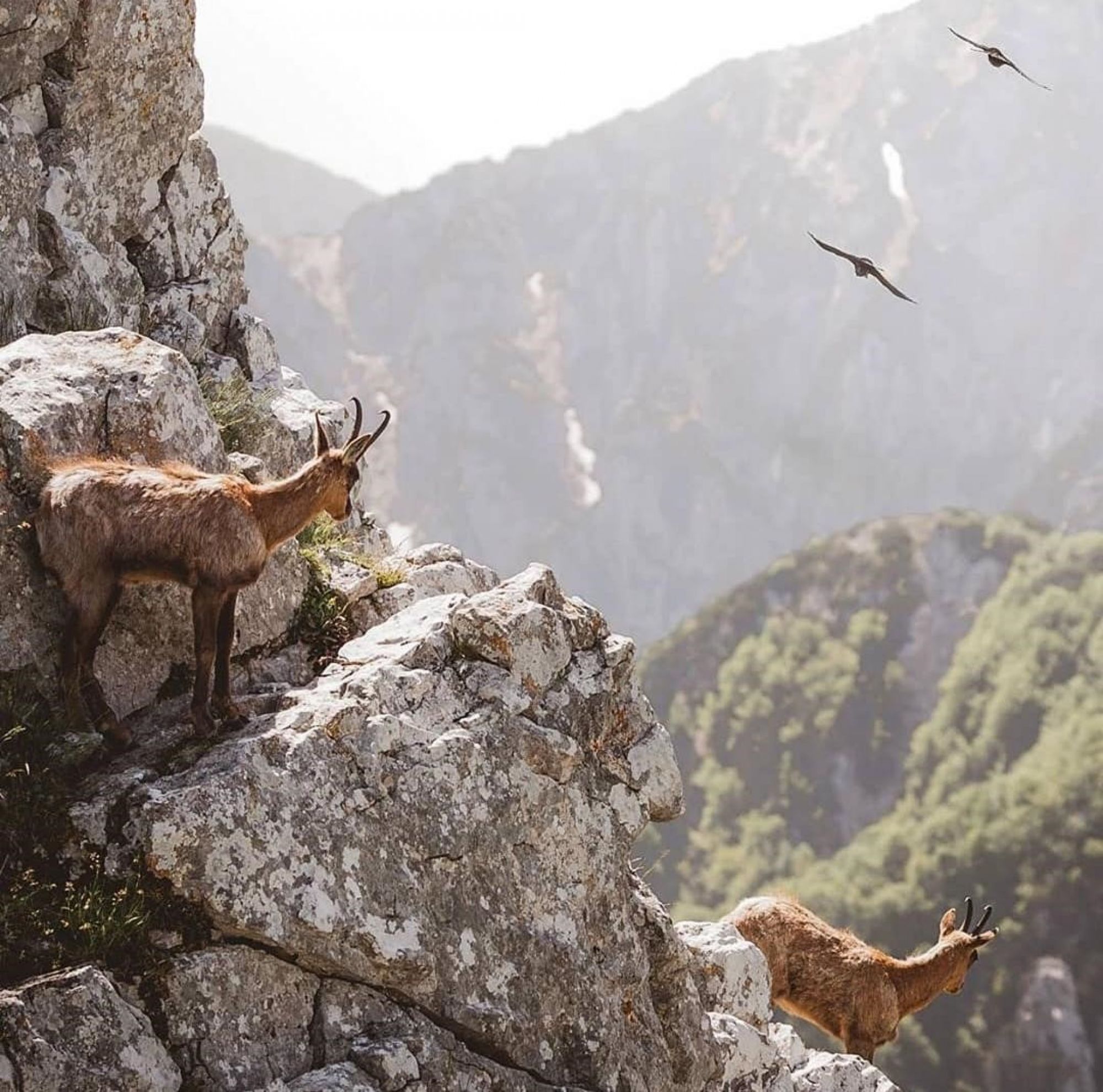 Il Parco Nazionale d'Abruzzo